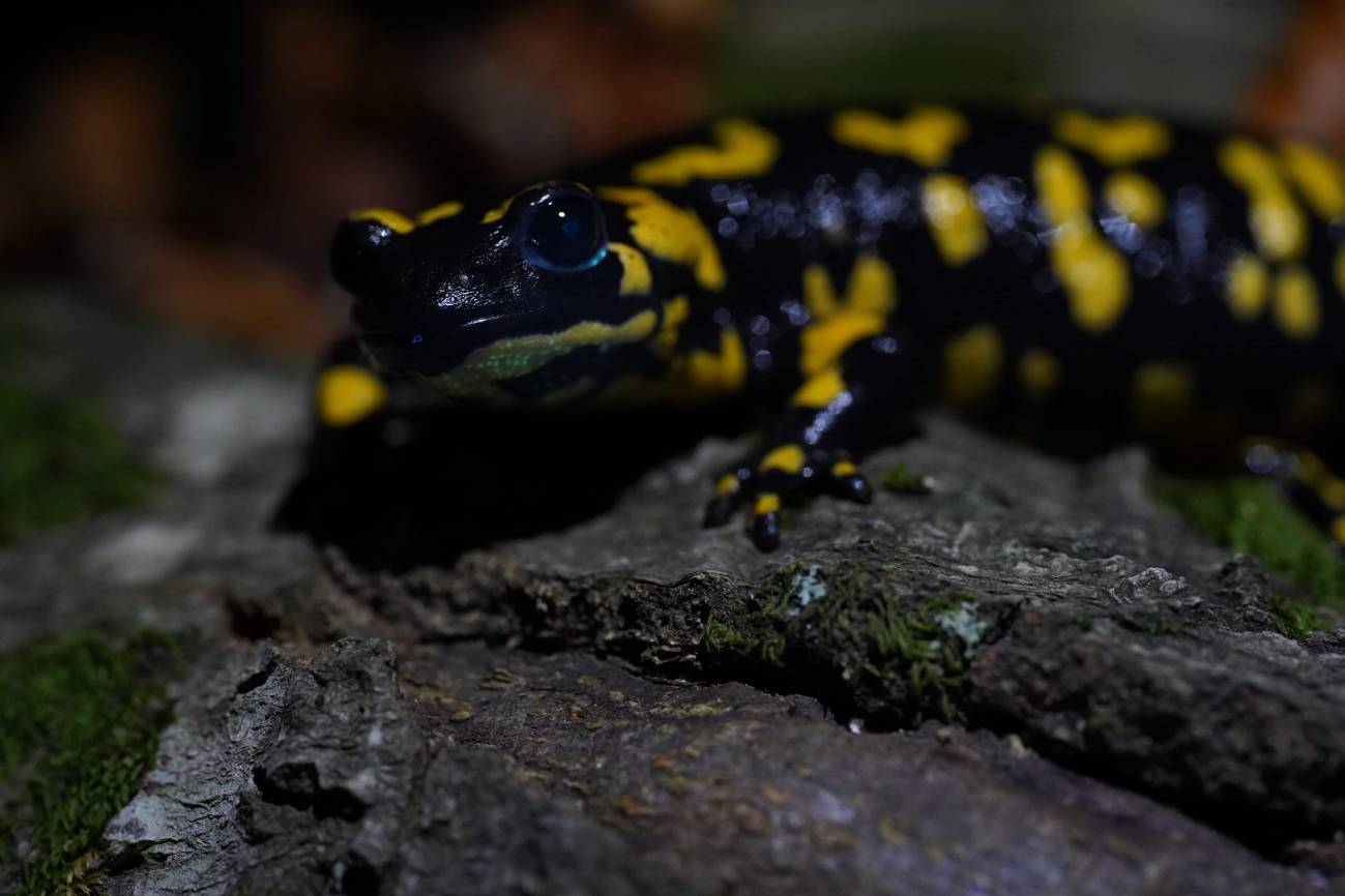 Descubren que la salamandra es fluorescente bajo la luz ultravioleta