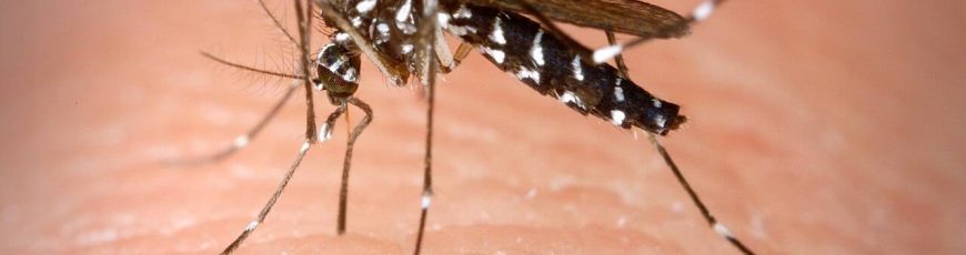 El chikungunya encuentra nuevas rutas de expansión impulsado por el cambio climático