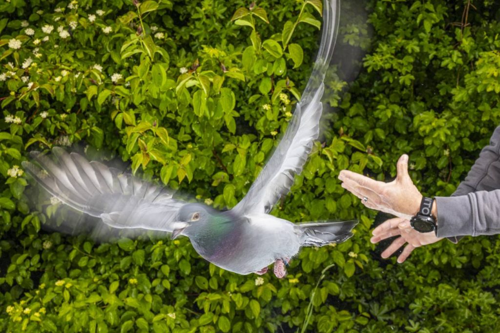 Una de las palomas participantes en el estudio es liberada por un investigador del Max Planck. / Christian Ziegler / Max Planck Institute