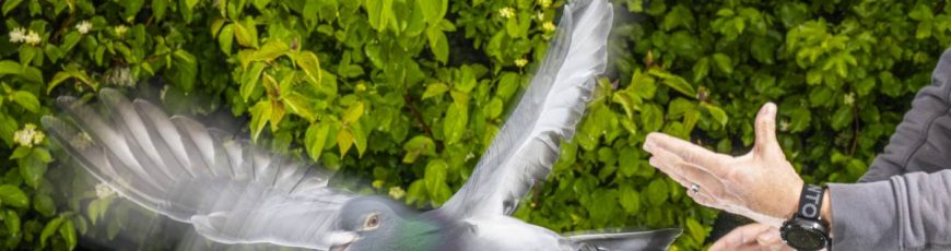 El secreto de la orientación de las palomas no está en su cabeza, sino en su hígado