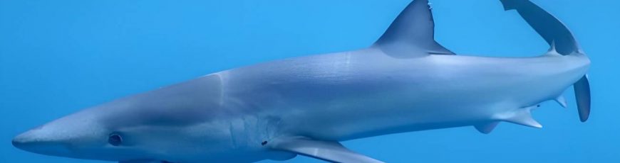 Identifican áreas clave para la conservación de los tiburones en el Mediterráneo occidental