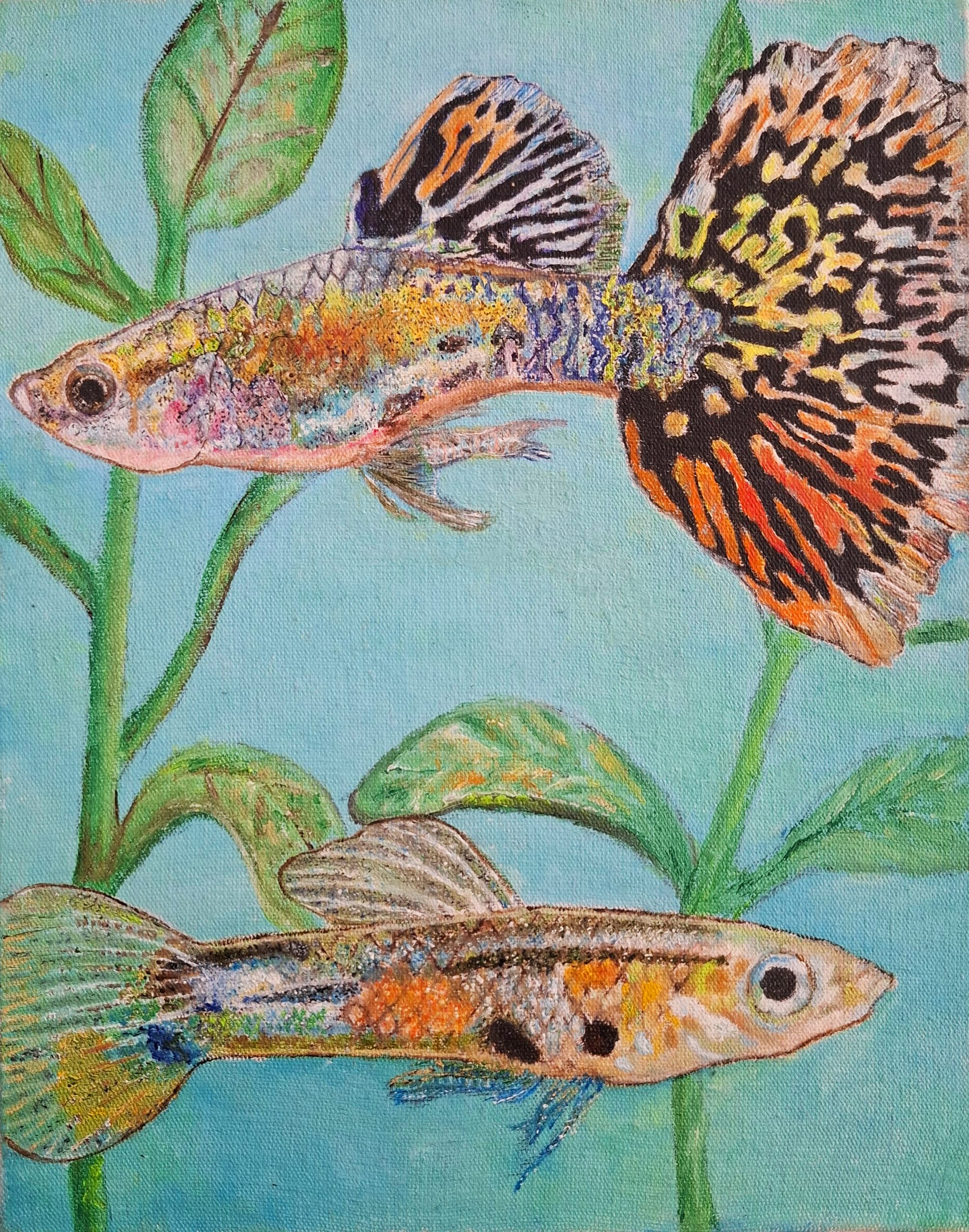 El pez guppy: de pequeña mascota a gran invasor