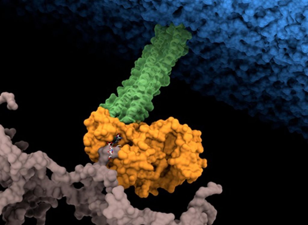 La proteína PA2854 (naranja) conecta la proteína OprI (verde) a la pared, uniendo las dos capas a modo de “remache” que refuerza la “impermeabilidad” de la bacteria a los antibióticos. / J.A Hermoso.
