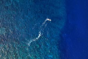 Acidificación de océanos altera comportamiento social de peces de arrecifes, señala estudio
