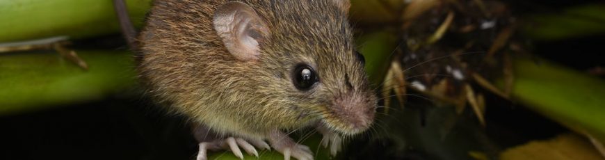 Colilargo, el ratón silvestre de Chile y Argentina que transmite la peligrosa cepa Andes