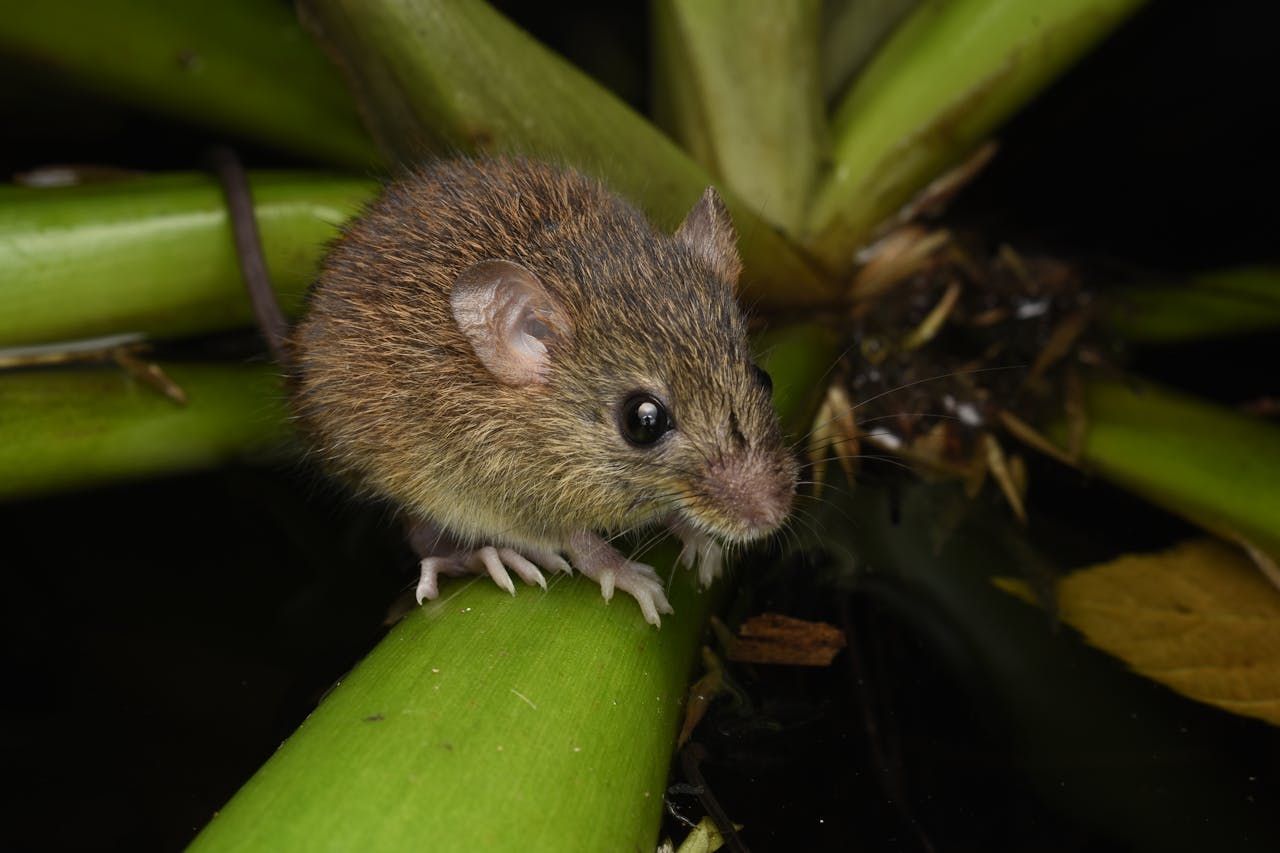 Colilargo, el ratón silvestre de Chile y Argentina que transmite la peligrosa cepa Andes