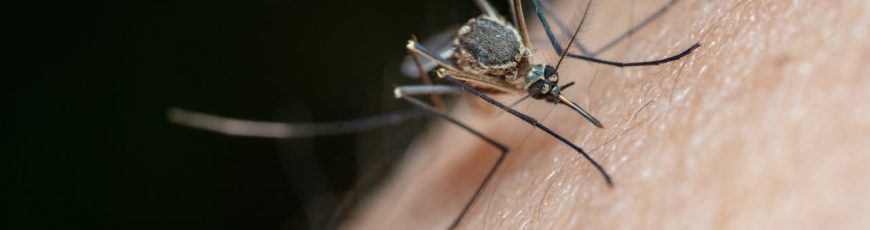 El mosquito antidengue: un avance, pero no una panacea en Brasil
