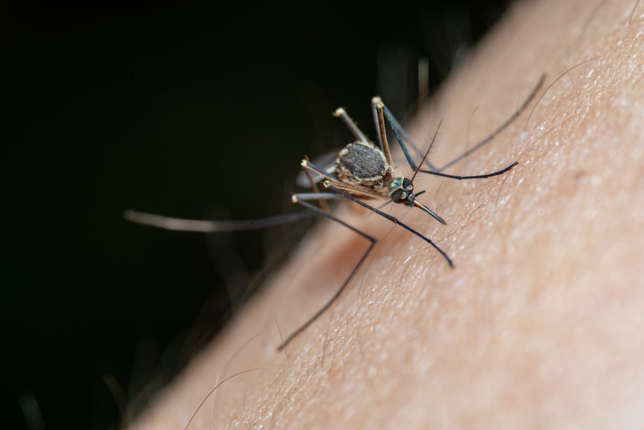 El mosquito antidengue: un avance, pero no una panacea en Brasil