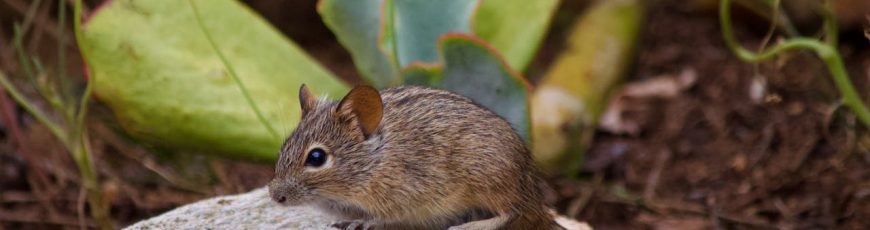 Zoonosis o cómo se transmiten los hantavirus de animales a humanos