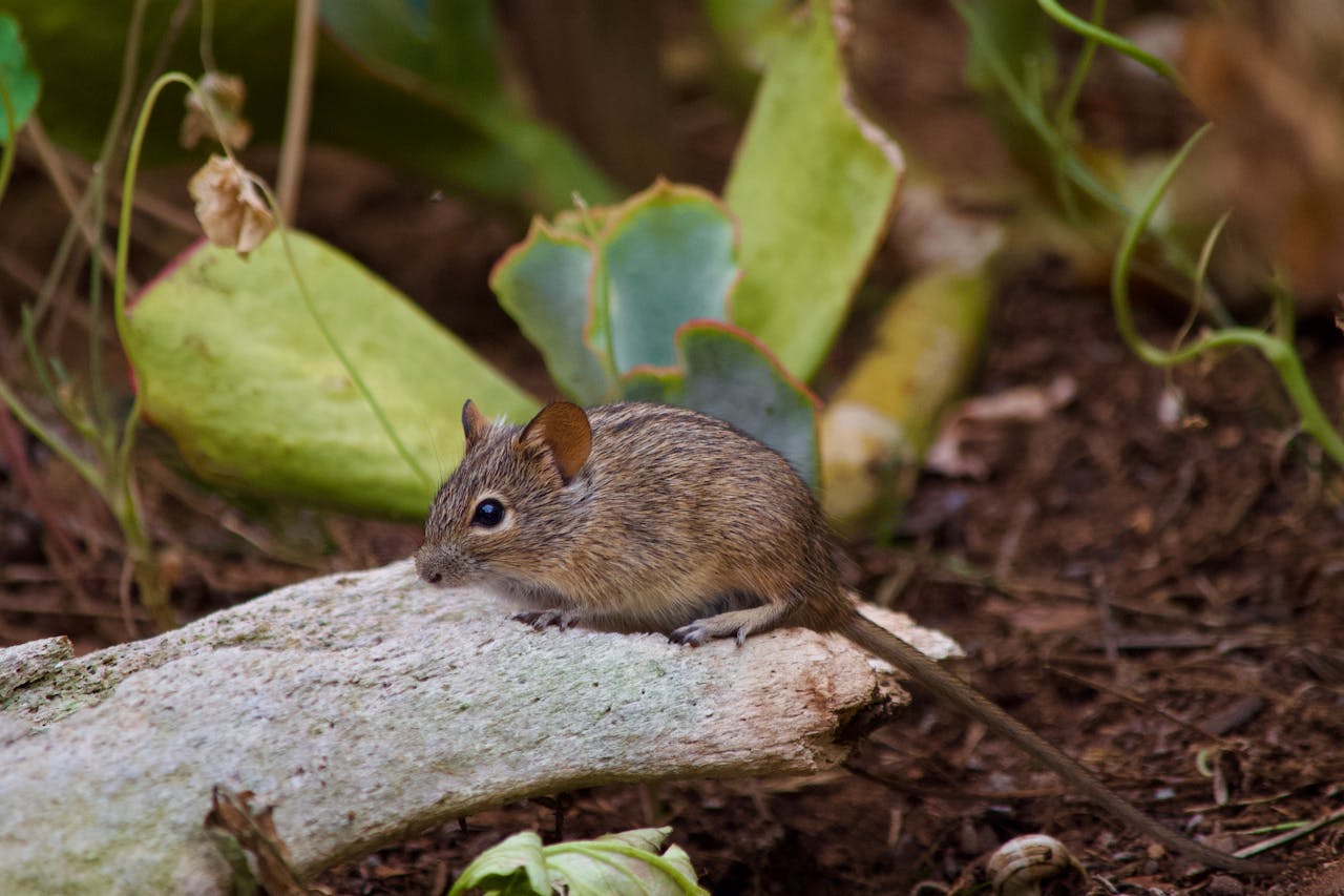 Zoonosis o cómo se transmiten los hantavirus de animales a humanos