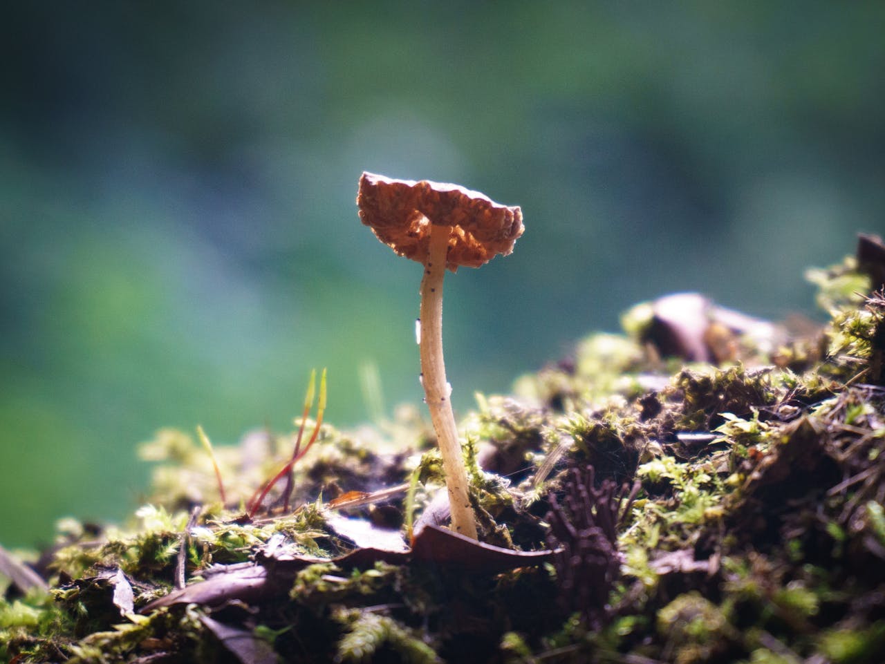 Estudio registra una especie de hongo del género Xylaria no reportada antes en Ecuador