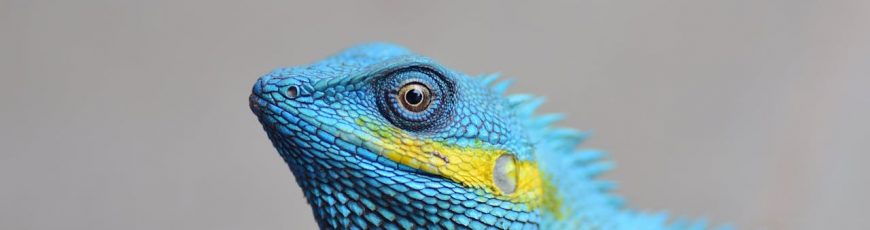 Identifican más de 400 especies amenazadas en la nueva Lista Roja de España