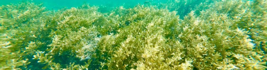 Investigación en bosques submarinos de Chile busca identificar bondades de estos ecosistemas