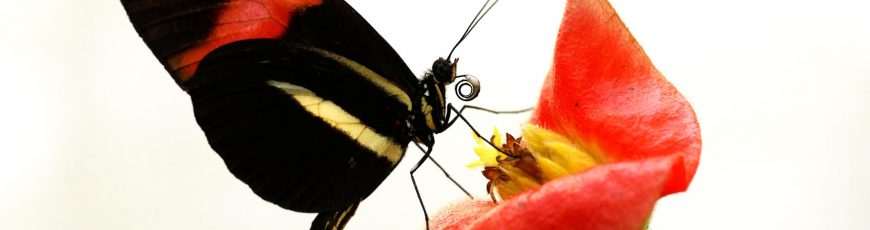 Descubren el secreto de la longevidad de las mariposas Heliconius