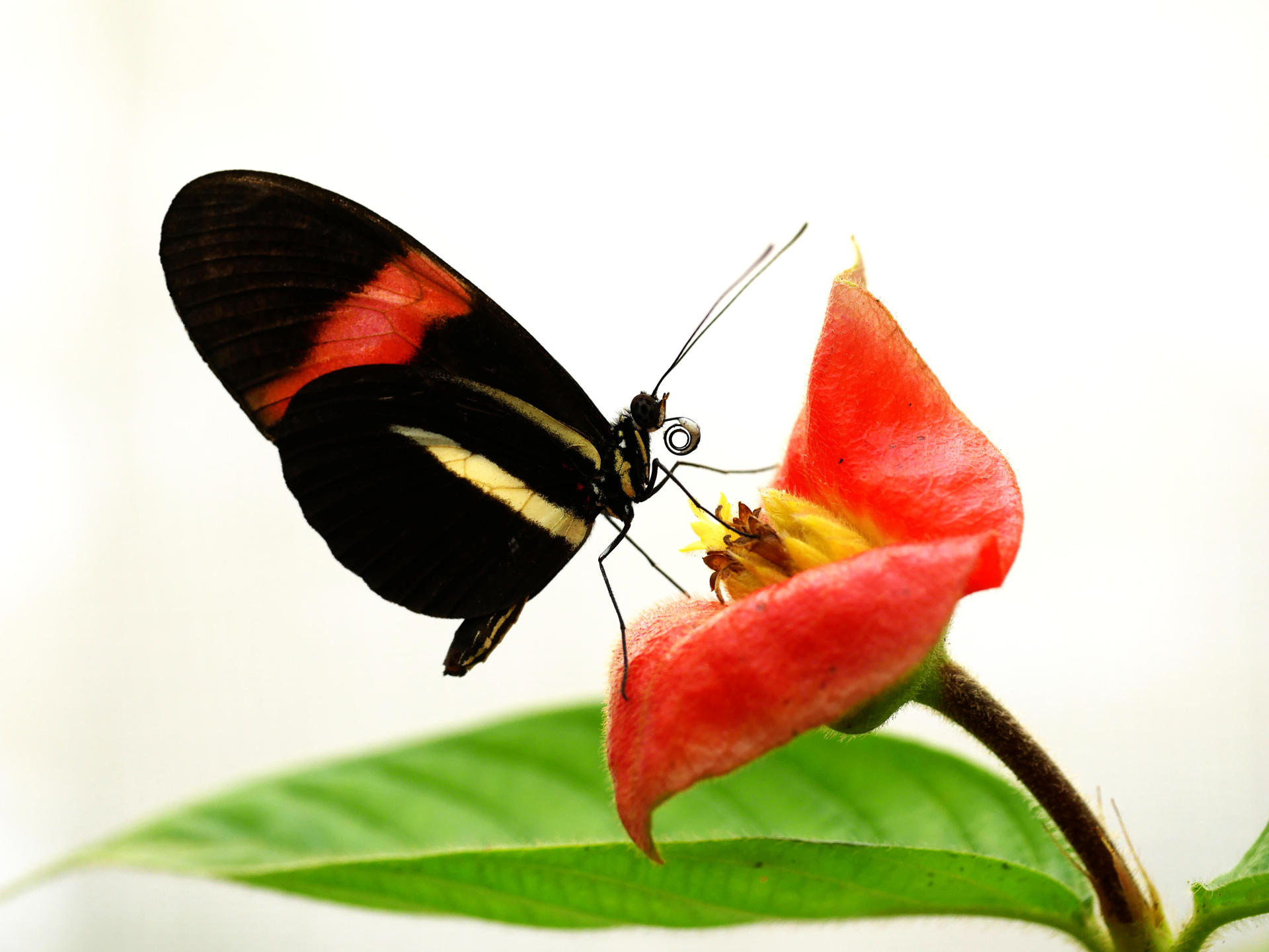 Descubren el secreto de la longevidad de las mariposas Heliconius