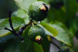 308-6-CIENCIA_Hojas de guayaba_