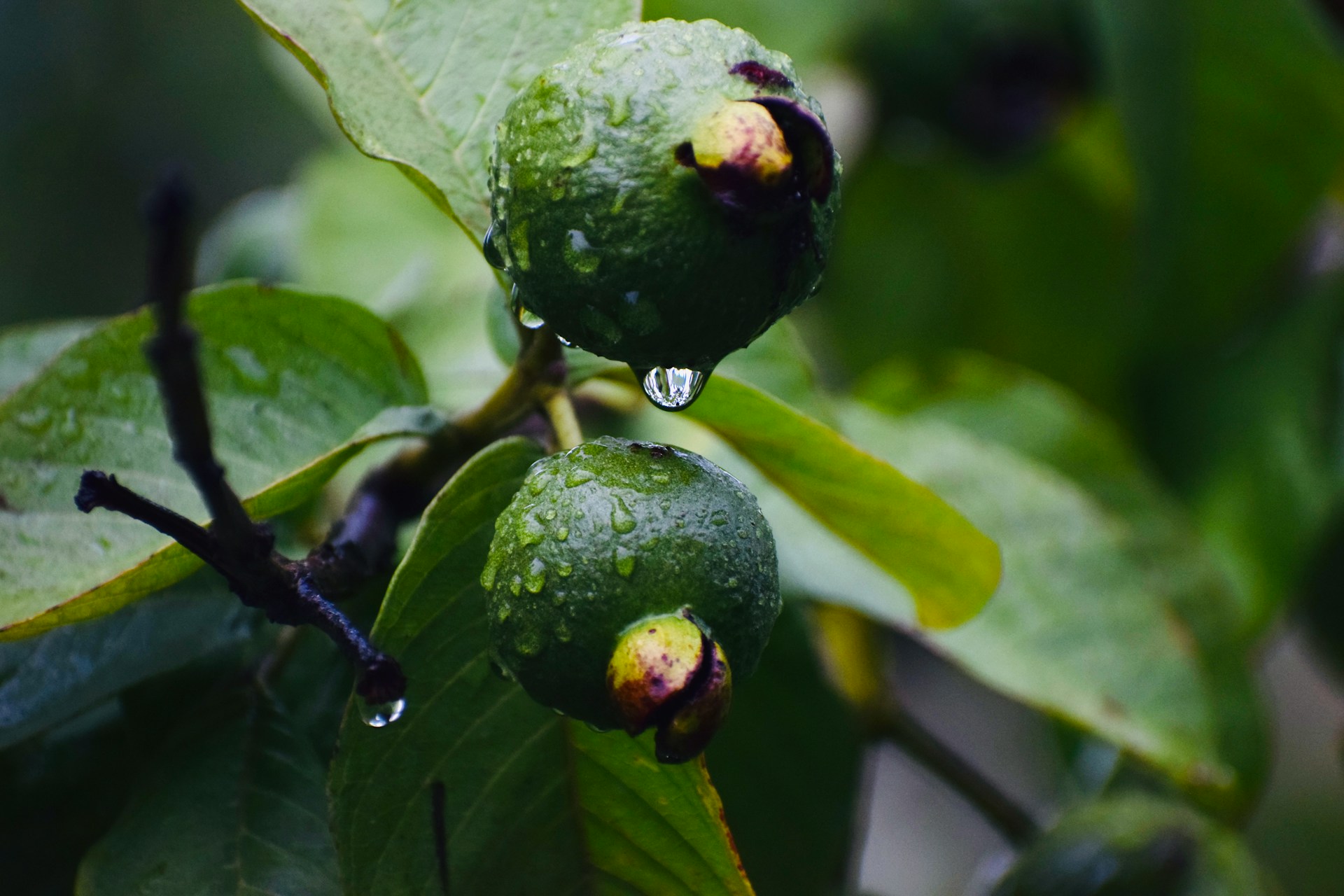 El acné podría ser tratado con propiedades de la hoja de guayaba