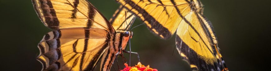 Descubren en Ecuador una nueva mariposa que por décadas fue confundida con otra especie