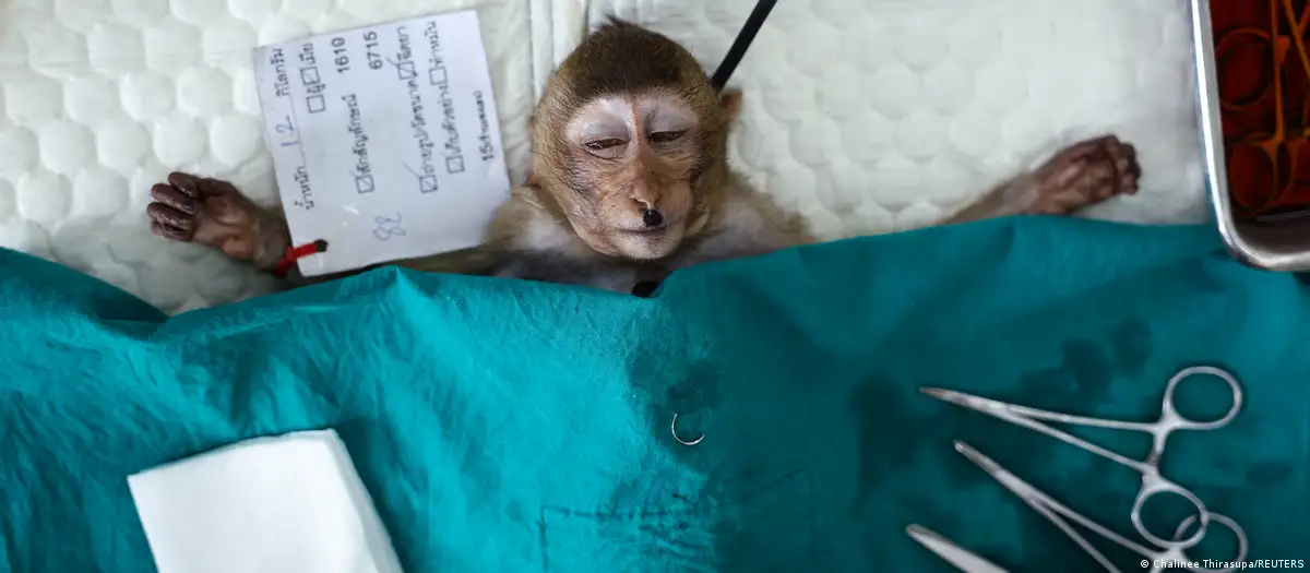 El parto complicado no es exclusivo de los humanos