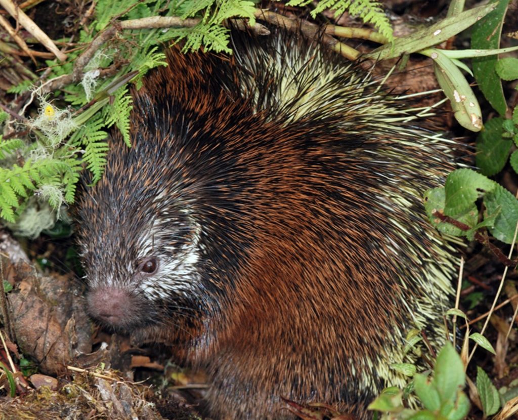 EFE/ Instituto Nacional de Biodiversidad