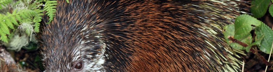 Describen una nueva especie de puercoespín en el Parque Nacional Sangay de Ecuador
