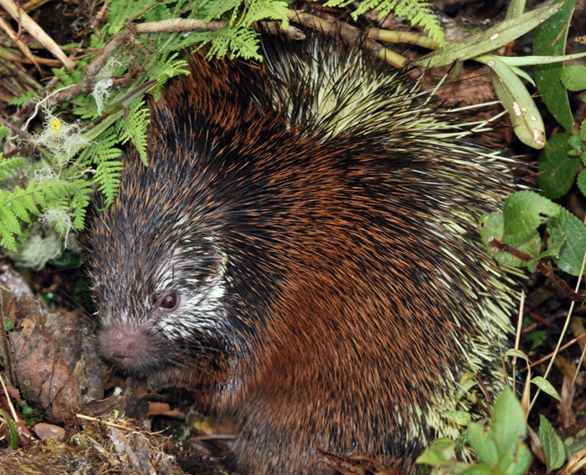 Describen una nueva especie de puercoespín en el Parque Nacional Sangay de Ecuador