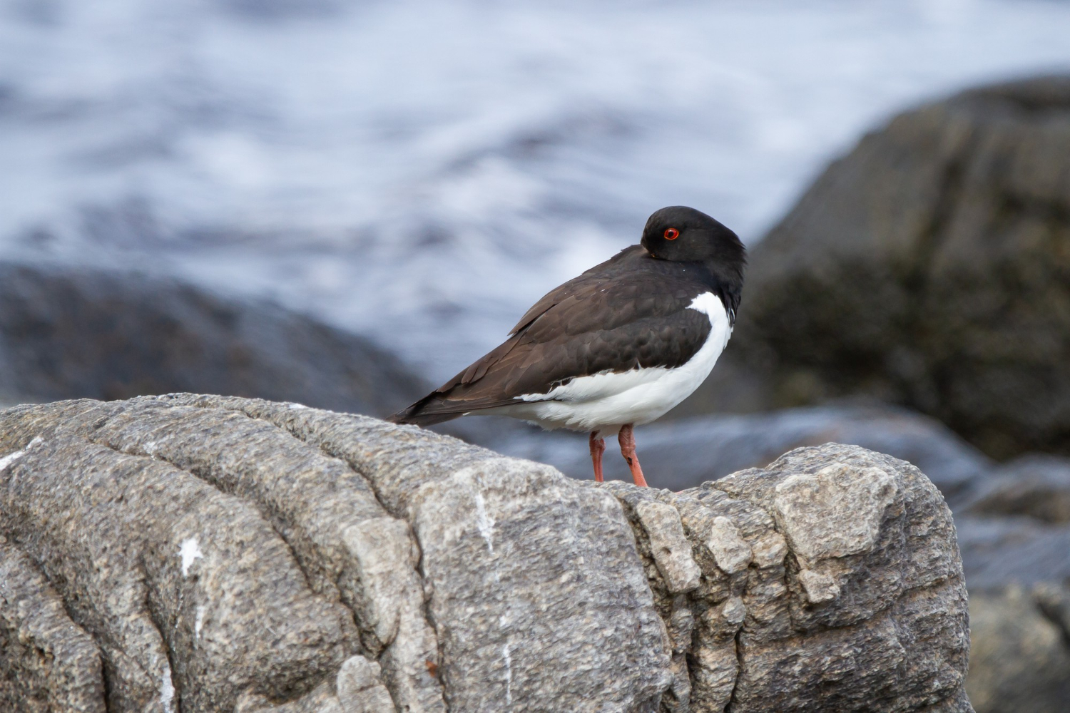 Redescubren en Galápagos un ave que se creía extinta