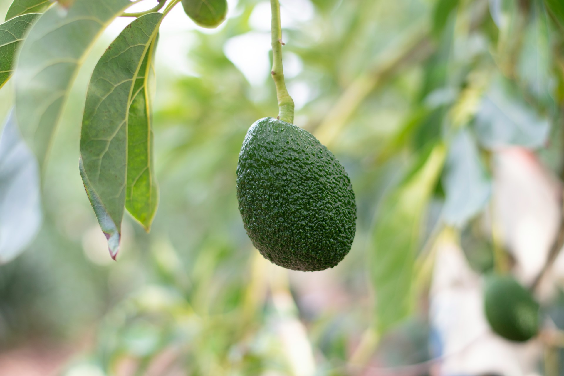 Aguacate marplatense destaca por calidad de exportación