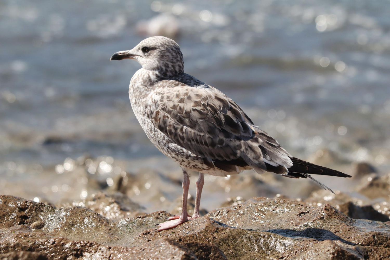 Reserva protege al petrel de Galápagos en peligro crítico