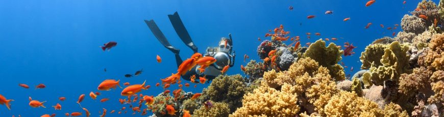 La biodiversidad marina del Golfo enfrenta amenazas