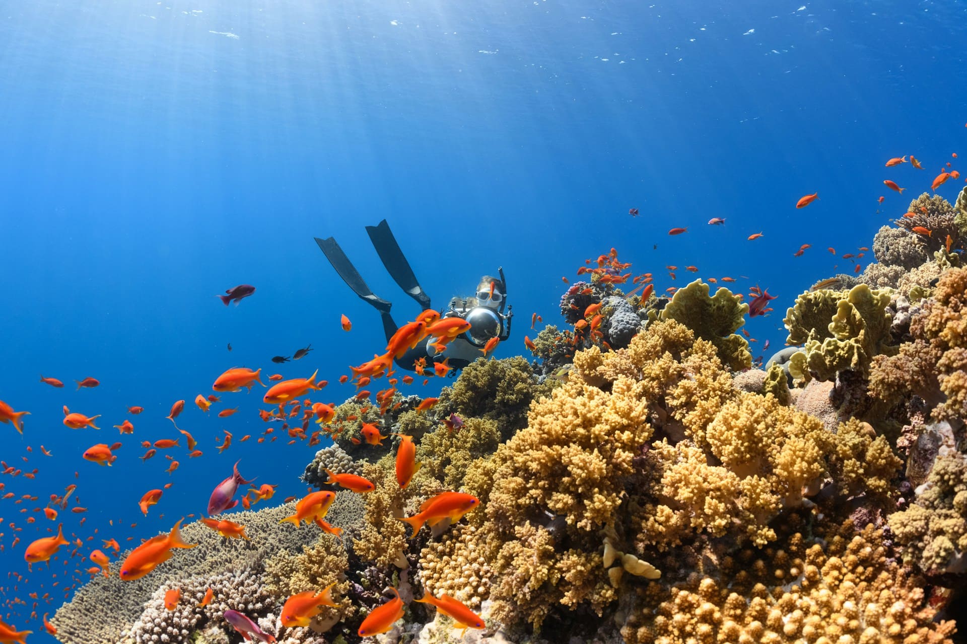 La biodiversidad marina del Golfo enfrenta amenazas