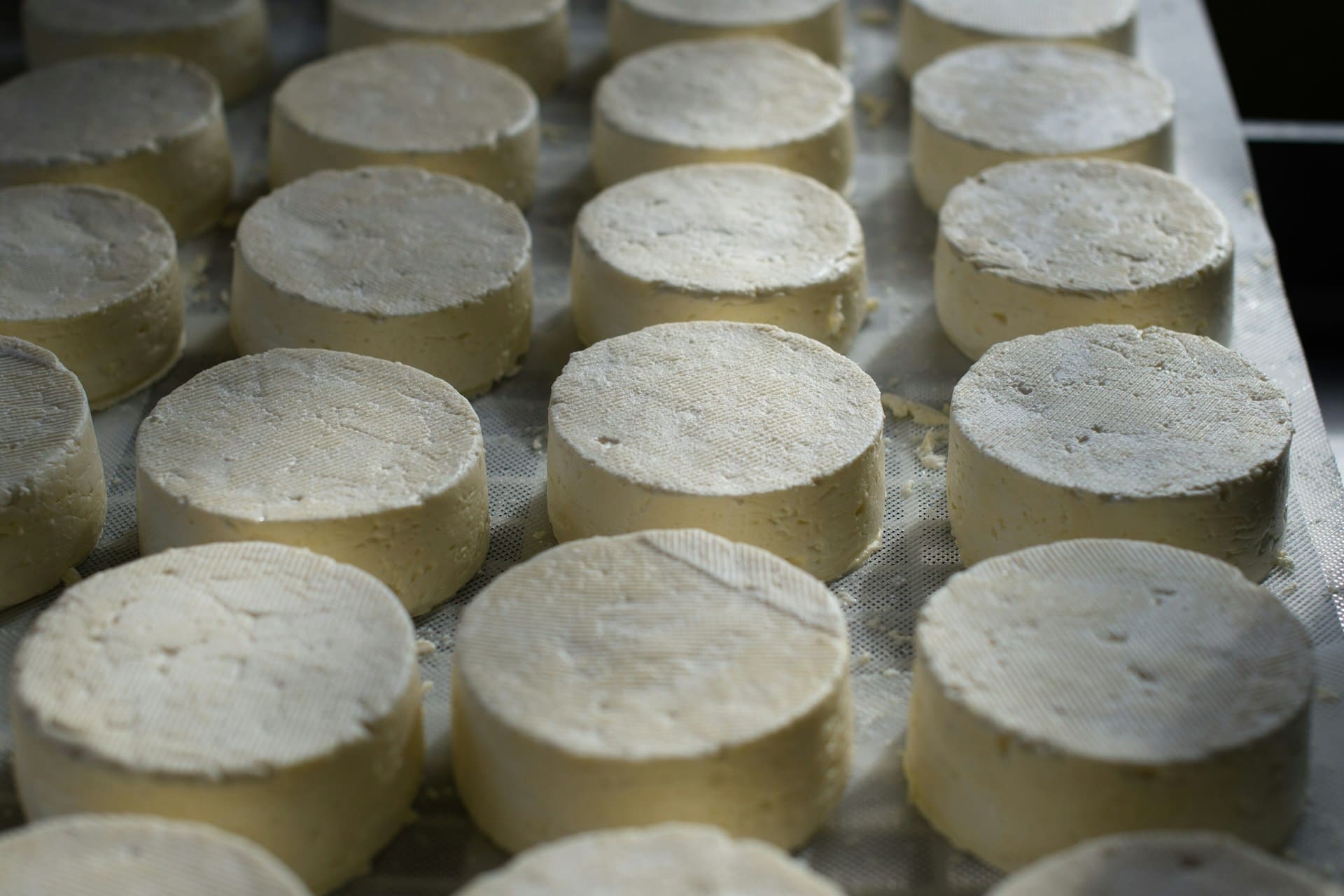 Investigación mejora calidad del queso artesanal serrano