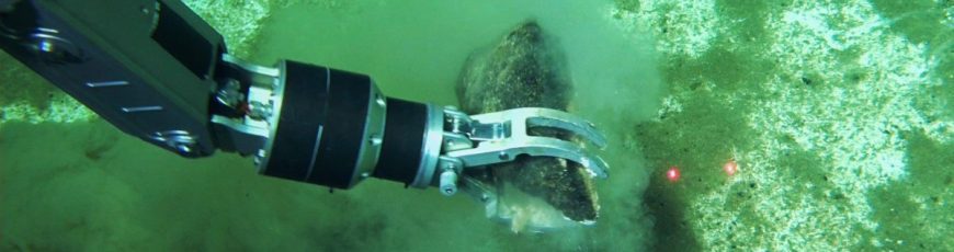 Científicos chinos descubren el mayor cementerio de ballenas en el mundo