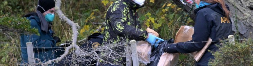 Científicos no hallan en provincia de Argentina roedores portadores de la cepa de hantavirus del crucero