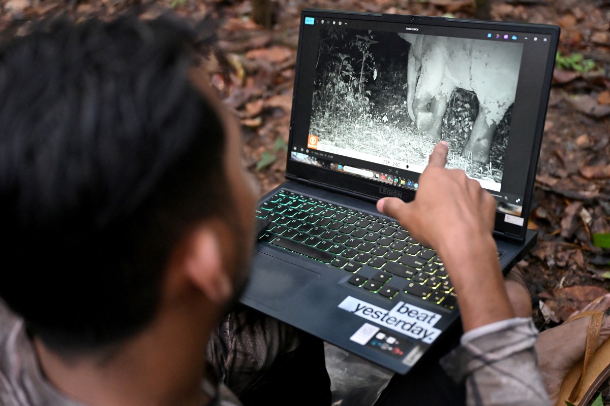 Cámaras, micrófonos e IA: el proyecto camboyano para conocer y proteger la fauna