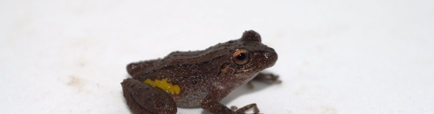 Descubren una nueva especie de rana terrestre en cordillera de Ecuador fronteriza con Perú