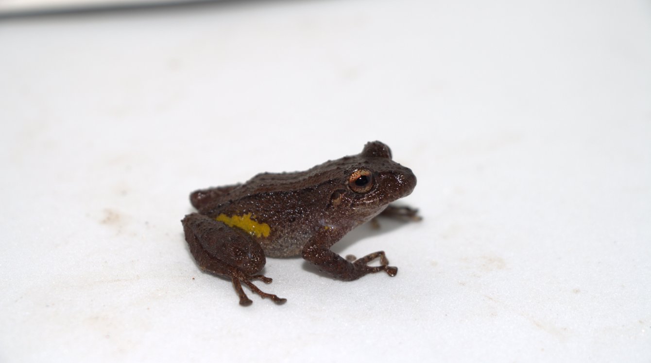 Descubren una nueva especie de rana terrestre en cordillera de Ecuador fronteriza con Perú