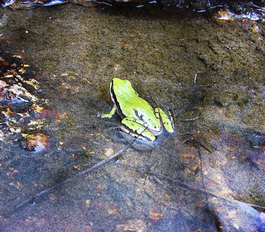 Investigan resistencia de ranas y sapos ante la sequía de Llanos de Ojuelos