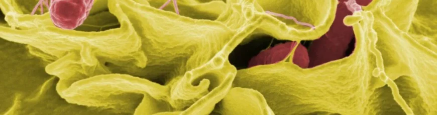 Cambio climático aumenta resistencia de salmonela a antibióticos