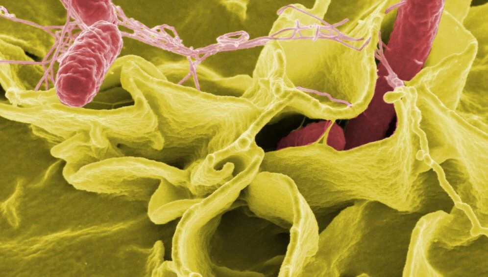 Cambio climático aumenta resistencia de salmonela a antibióticos