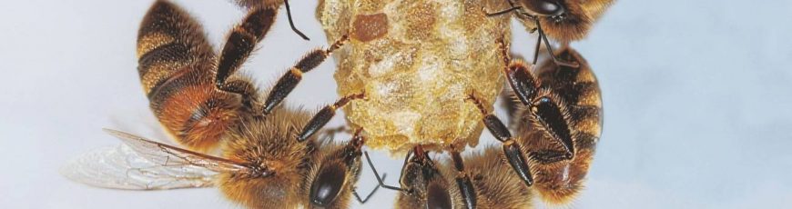 Descubren obreras especializadas que construyen celdas clave para el desarrollo de la abeja reina