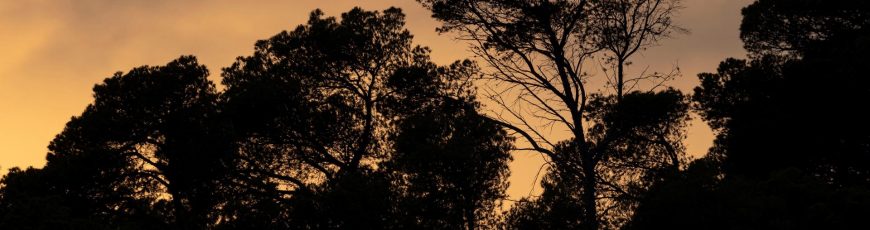 Los bosques mediterráneos emiten un contaminante asociado al tráfico durante olas de calor