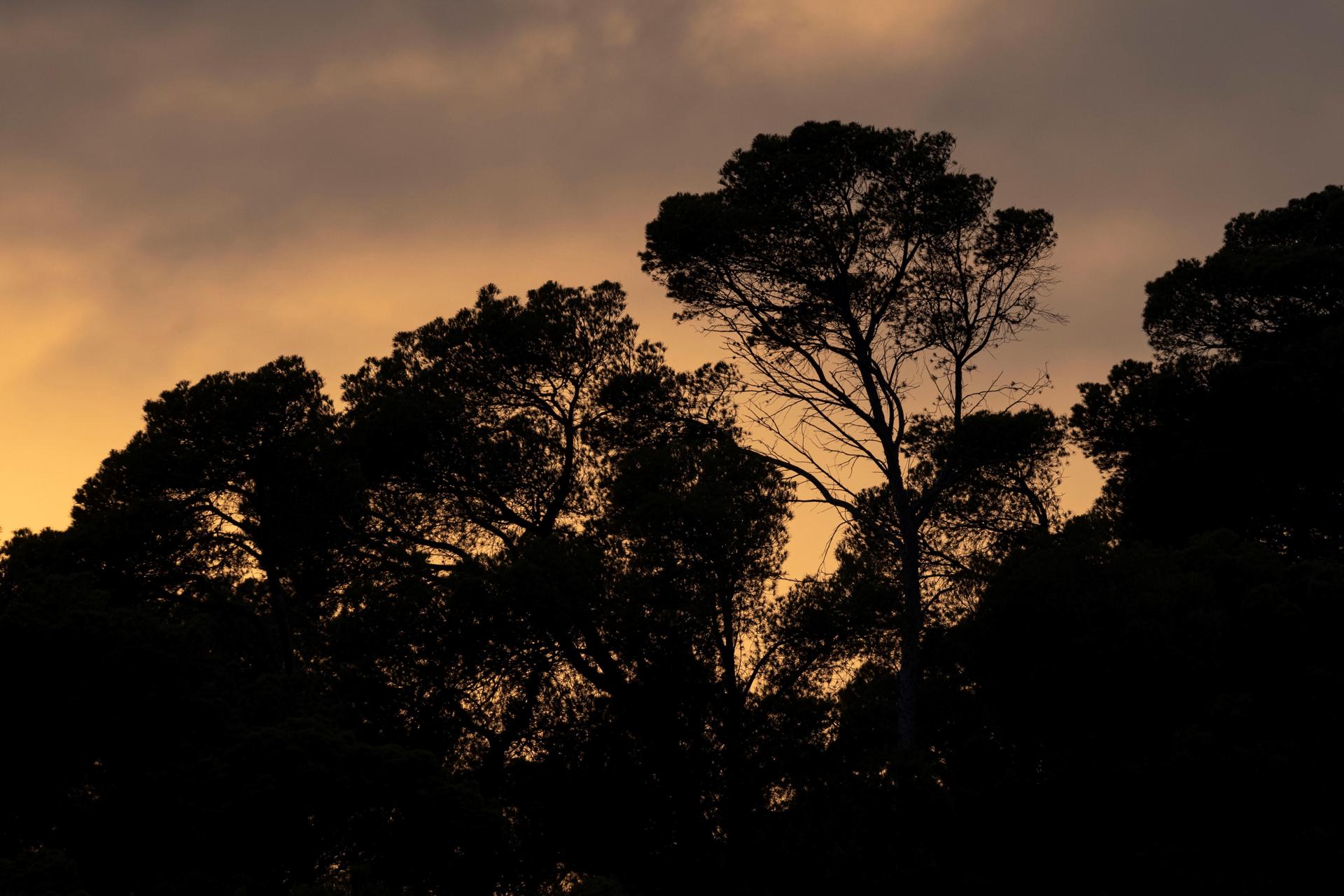 Los bosques mediterráneos emiten un contaminante asociado al tráfico durante olas de calor