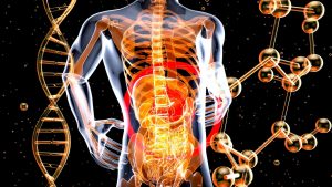 julientromeur-internal-organs-7111044_1280
