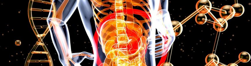Identifican un «sensor» que permite al hígado adaptarse del ayuno a la alimentación