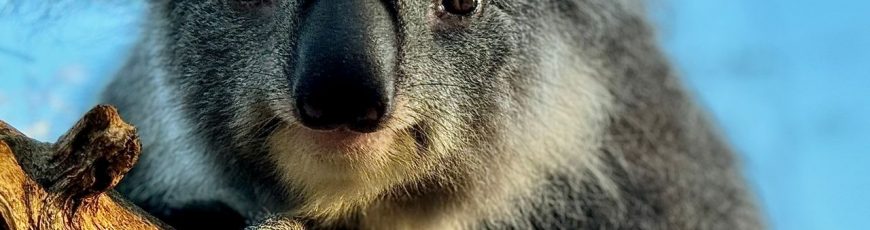 El declive de las poblaciones de koalas se produjo antes de que llegaran los humanos