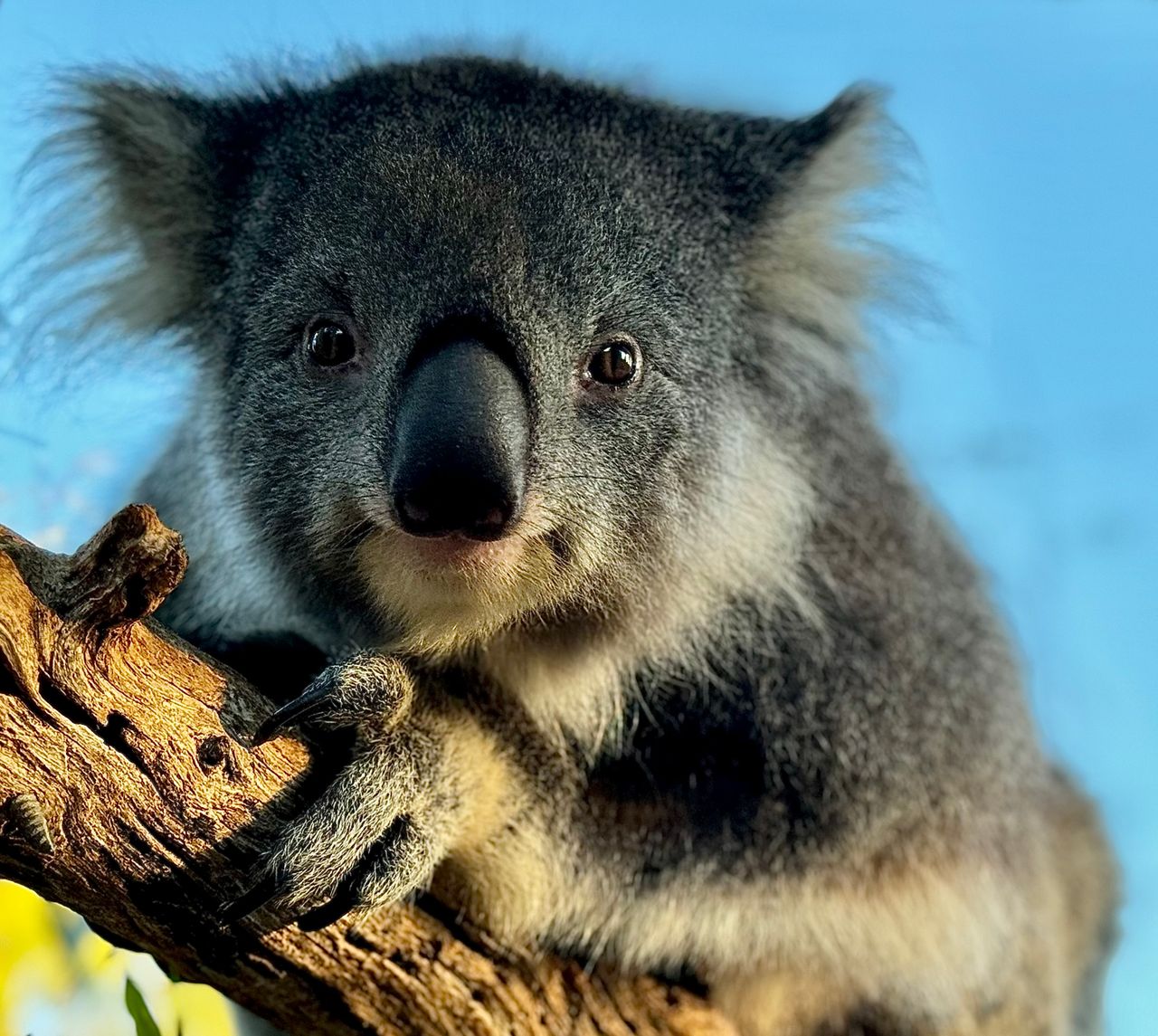 El declive de las poblaciones de koalas se produjo antes de que llegaran los humanos