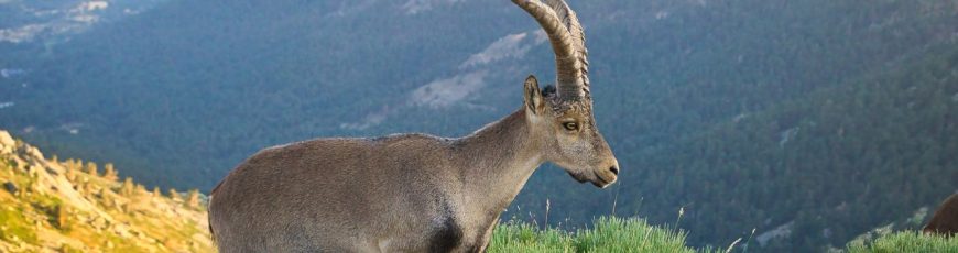 Nacen tres cabras montesas por fecundación in vitro obtenidas a partir de animales muertos