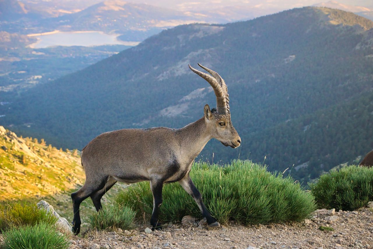 Nacen tres cabras montesas por fecundación in vitro obtenidas a partir de animales muertos