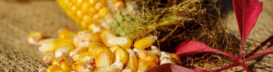 Científicos chinos desarrollan maíz de alto contenido proteico en búsqueda de alimento para animales